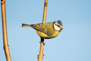 Bird Watch Ireland image - Eurasian Blue Tit