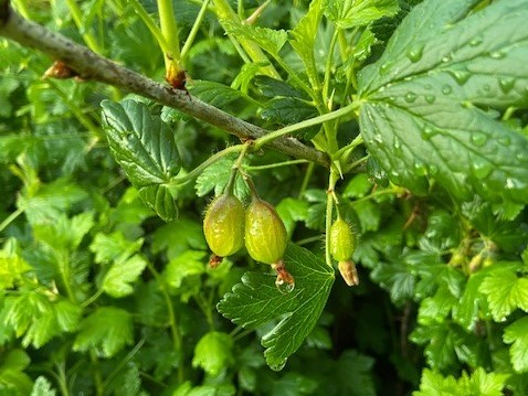 Green gooseberries