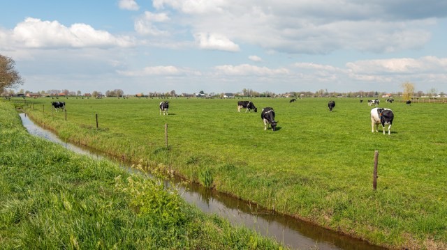 NAIP Cows and watercourse