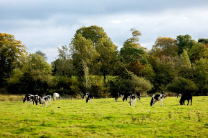 Cows in  a field