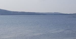 Shellfish water photo