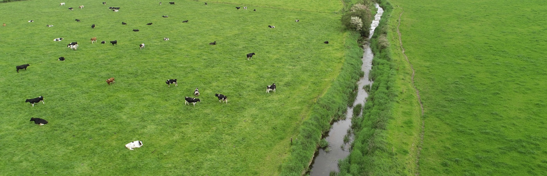 cows grazing in a field with a stream running through it