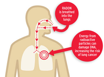 An illustration of chest and lungs. When radon is breathed into the lungs, energy from radioactive particles can damage DNA and increase the risk of lung cancer