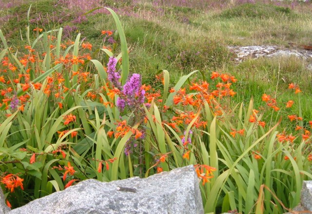 Wild flowers pictured in a rocky background