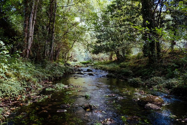 Stream