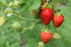 photo of strawberries as an indicator of primary production 300X200