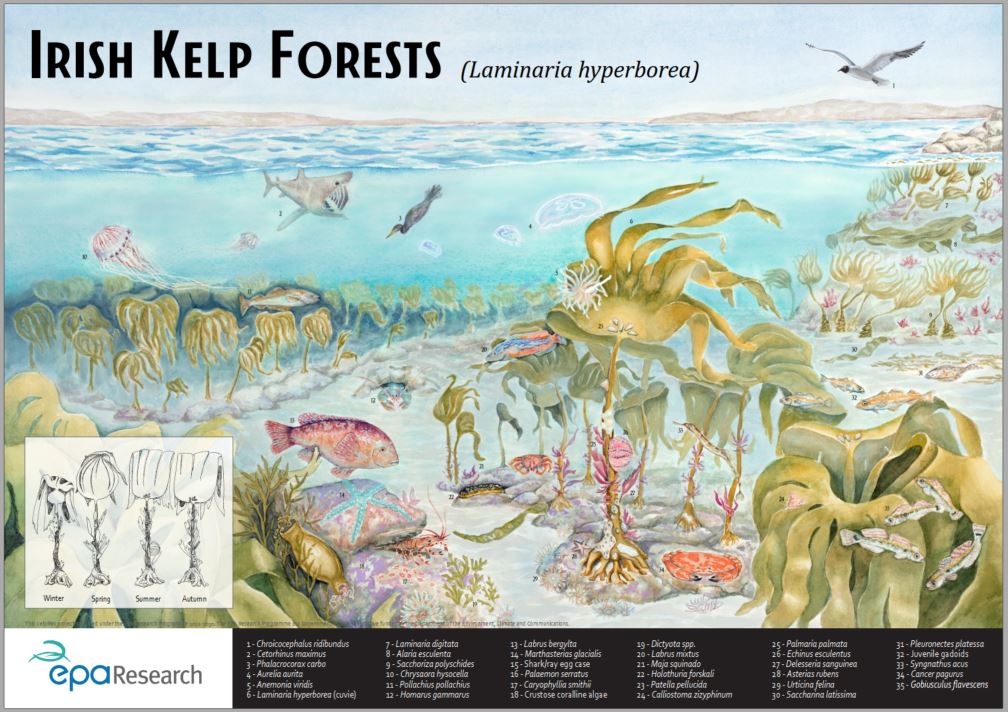Kelp res infographic